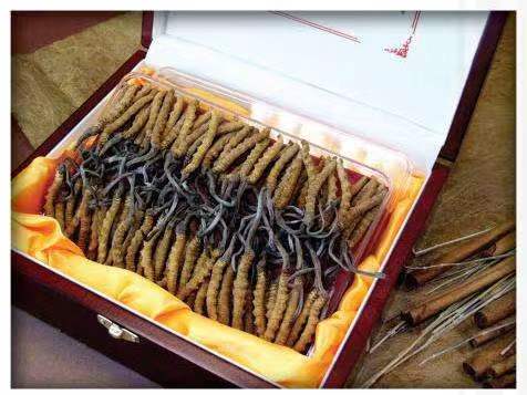 三道镇冬虫夏草回收